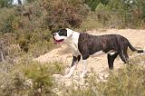 BOULEDOGUE AMERICAIN 428